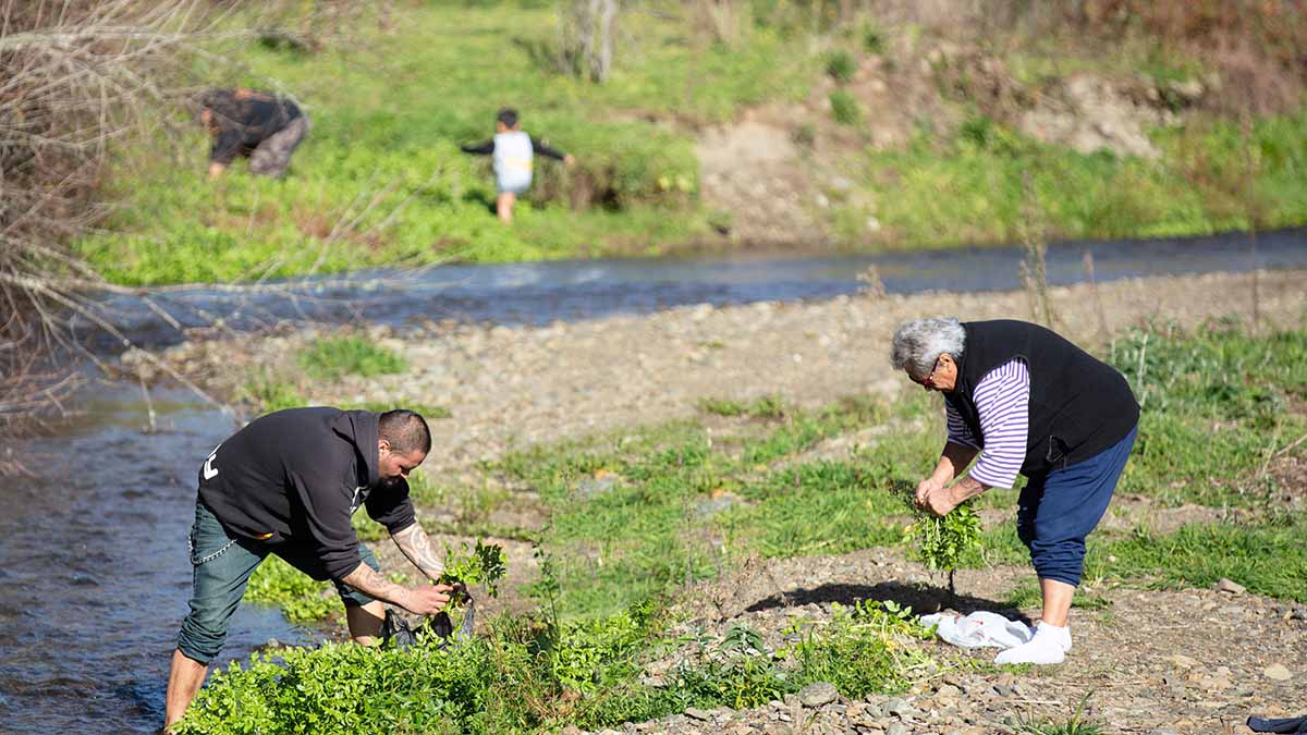 watercress