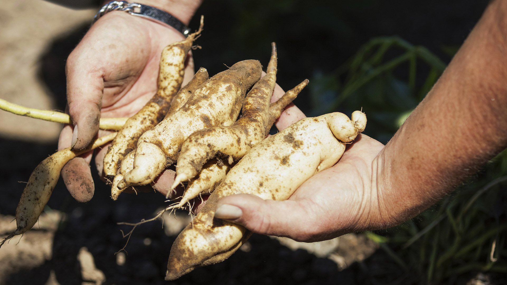 Kumara being harvested