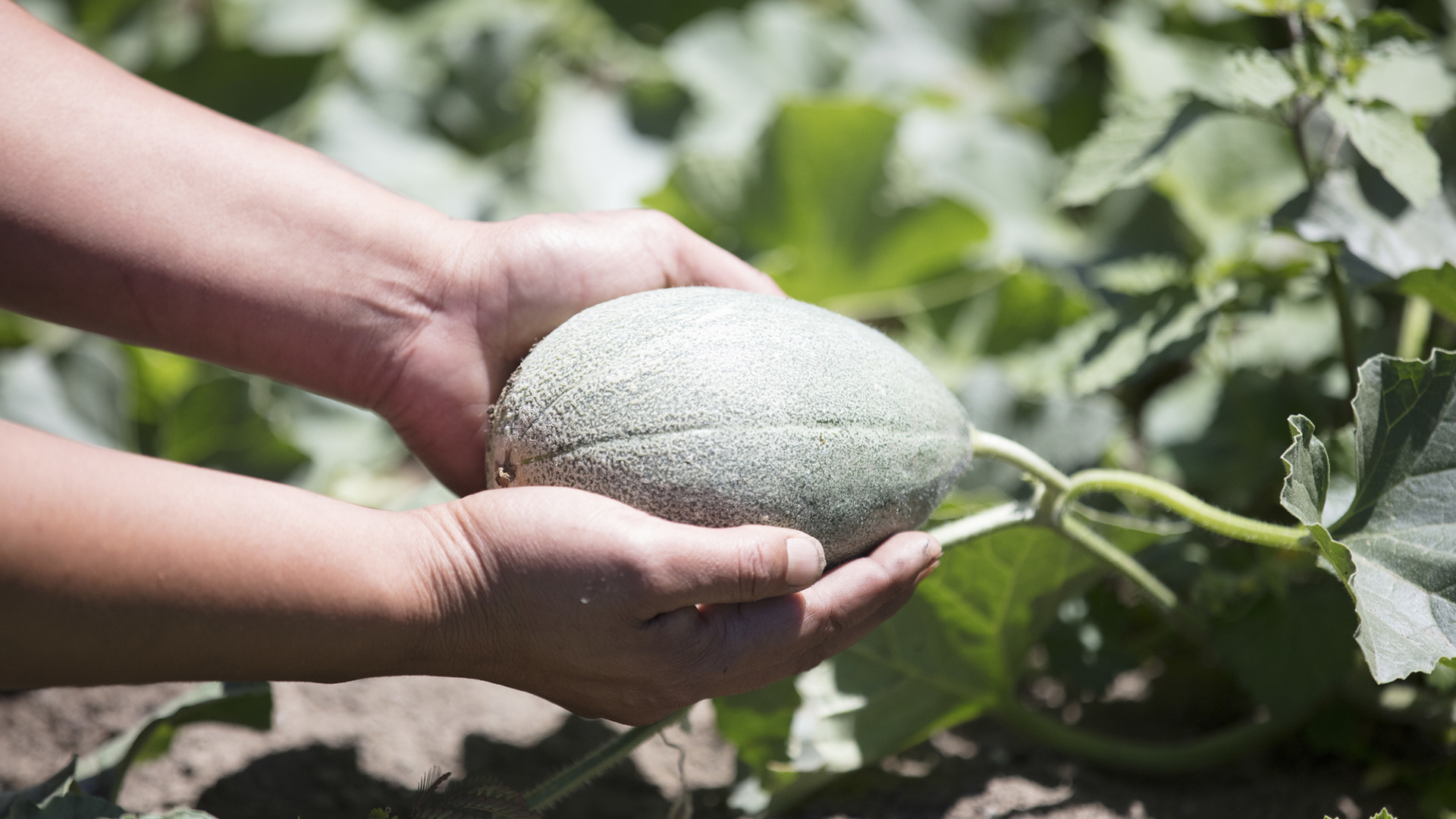 Melons being harvested