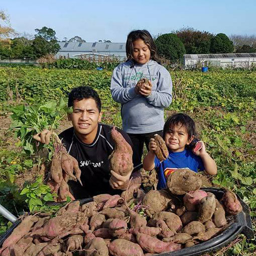 Papatūānuku Kōkiri Marae tamariki enjoying harvesting